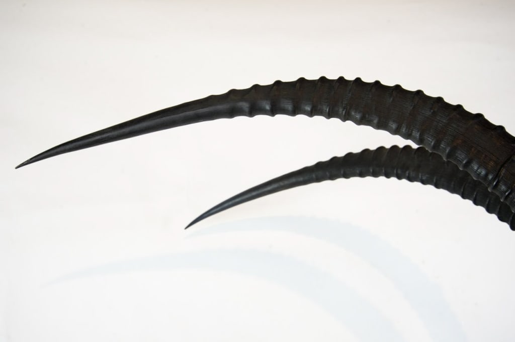COMMON SABLE TAXIDERMY SHOULDER MOUNT - 14