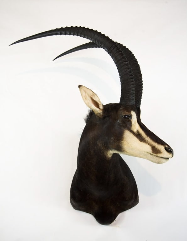 COMMON SABLE TAXIDERMY SHOULDER MOUNT - 2