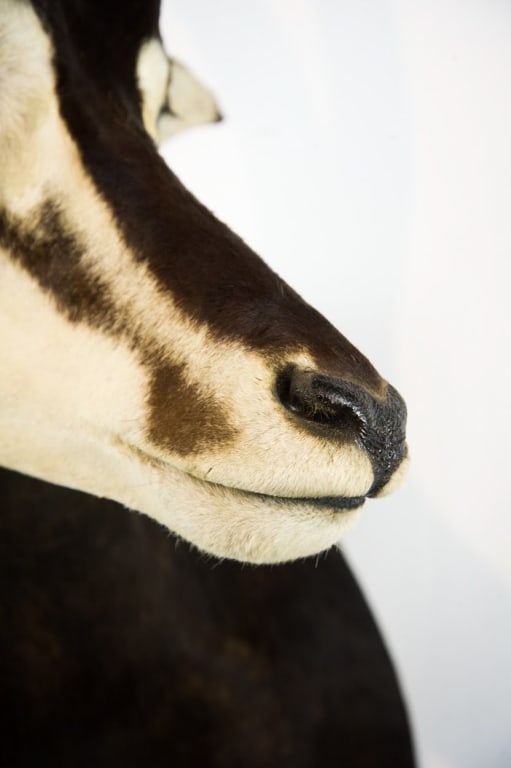 COMMON SABLE TAXIDERMY SHOULDER MOUNT - 3