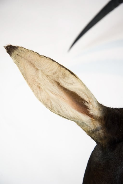 COMMON SABLE TAXIDERMY SHOULDER MOUNT - 5