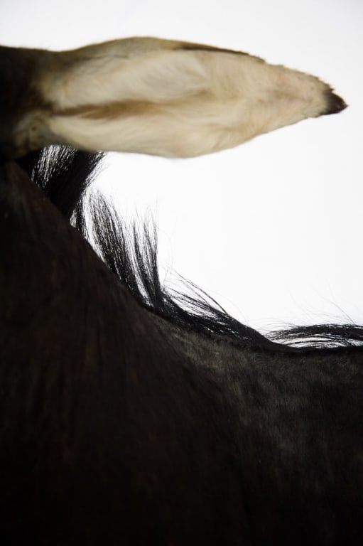 COMMON SABLE TAXIDERMY SHOULDER MOUNT - 8
