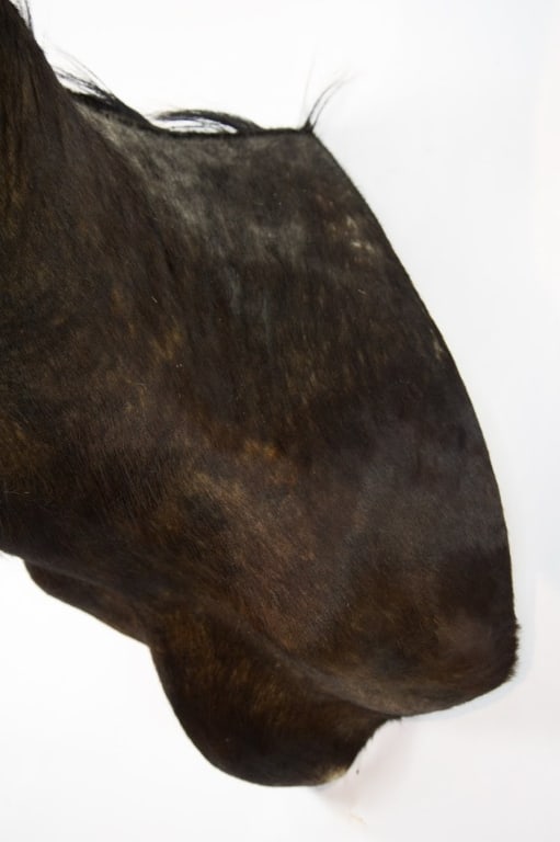 COMMON SABLE TAXIDERMY SHOULDER MOUNT - 9