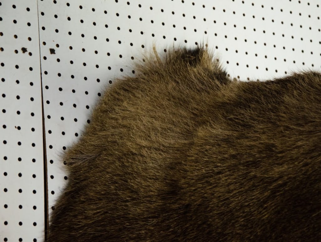 MOOSE TAXIDERMY SHOULDER MOUNT - 10