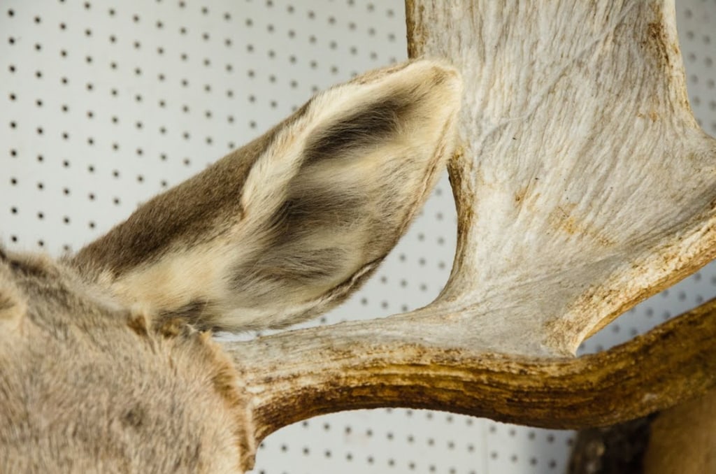MOOSE TAXIDERMY SHOULDER MOUNT - 12