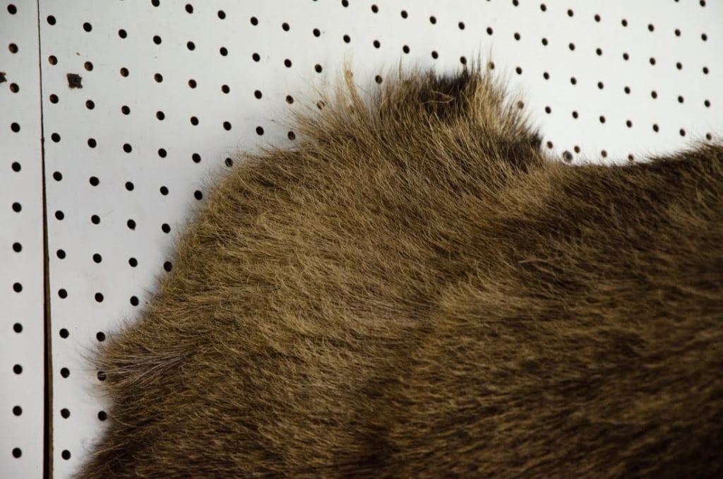 MOOSE TAXIDERMY SHOULDER MOUNT - 14