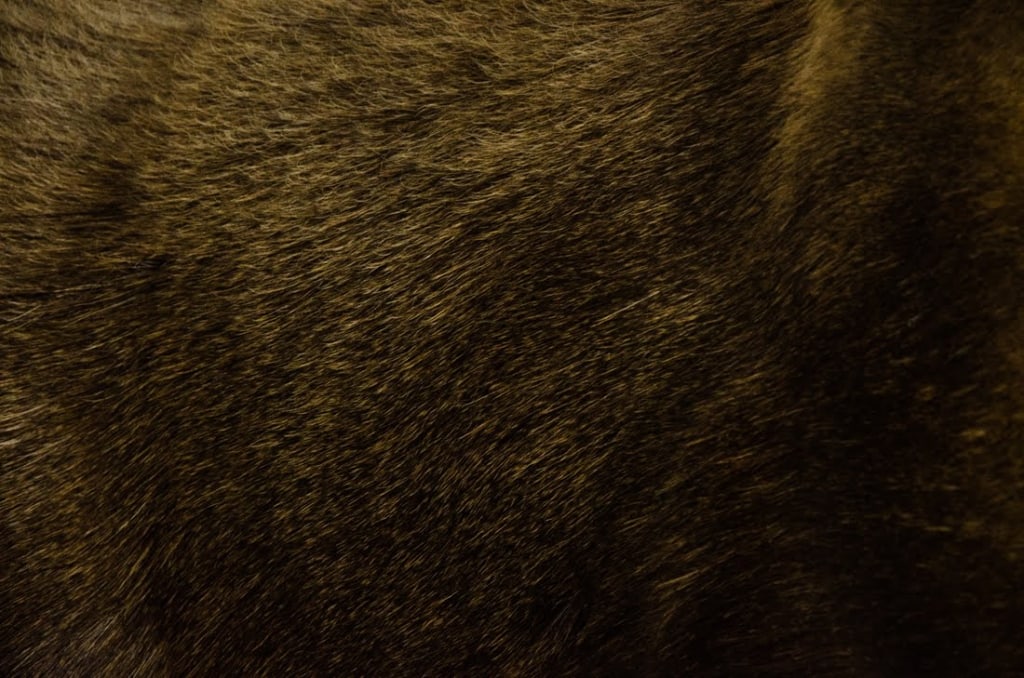 MOOSE TAXIDERMY SHOULDER MOUNT - 15