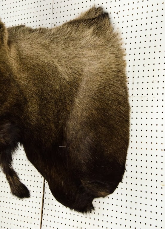 MOOSE TAXIDERMY SHOULDER MOUNT - 16