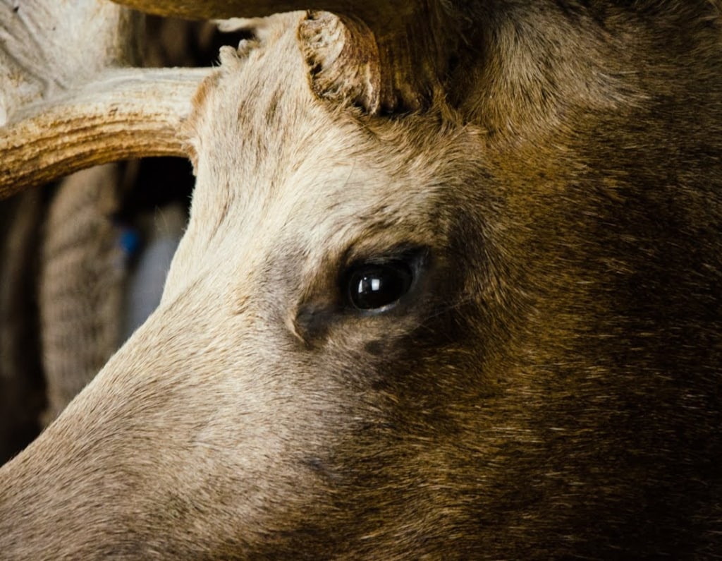 MOOSE TAXIDERMY SHOULDER MOUNT - 18