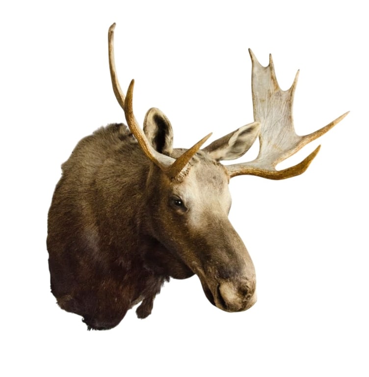 MOOSE TAXIDERMY SHOULDER MOUNT (1 of 19)