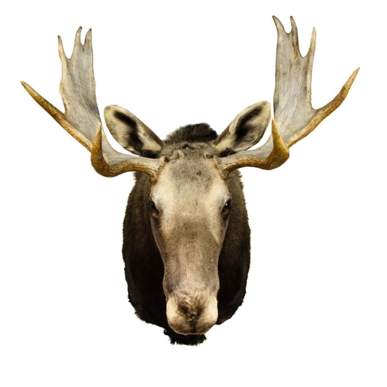 MOOSE TAXIDERMY SHOULDER MOUNT - 2