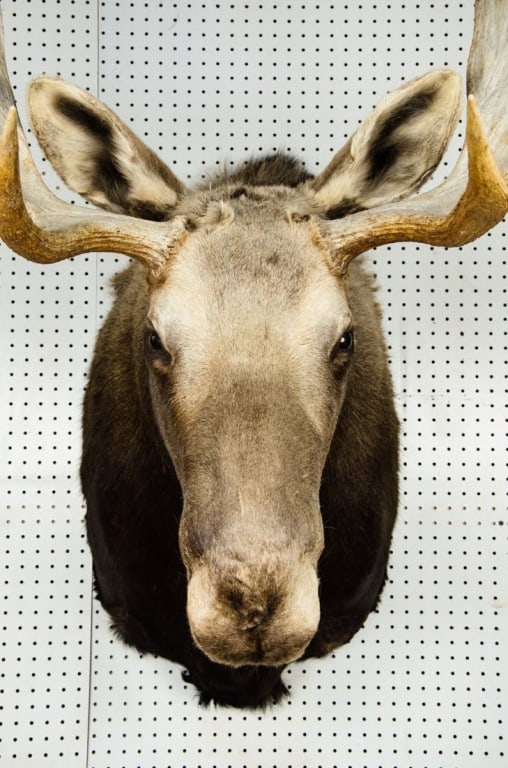 MOOSE TAXIDERMY SHOULDER MOUNT - 3