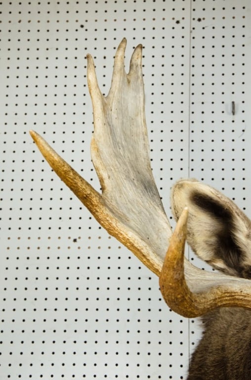 MOOSE TAXIDERMY SHOULDER MOUNT - 5