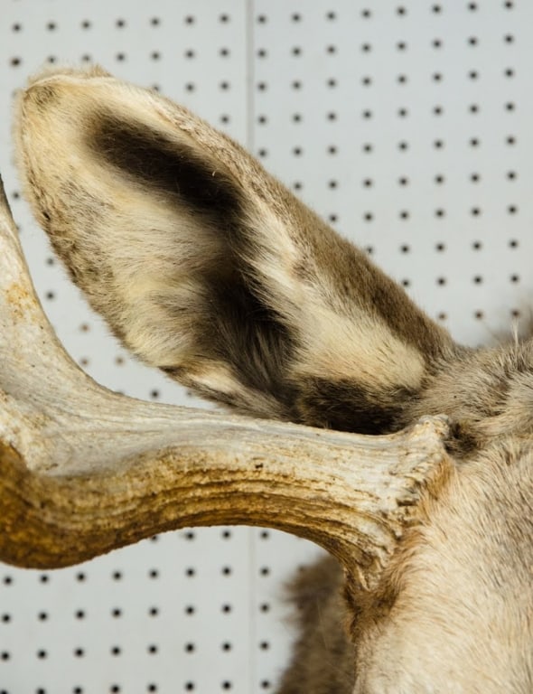 MOOSE TAXIDERMY SHOULDER MOUNT - 6