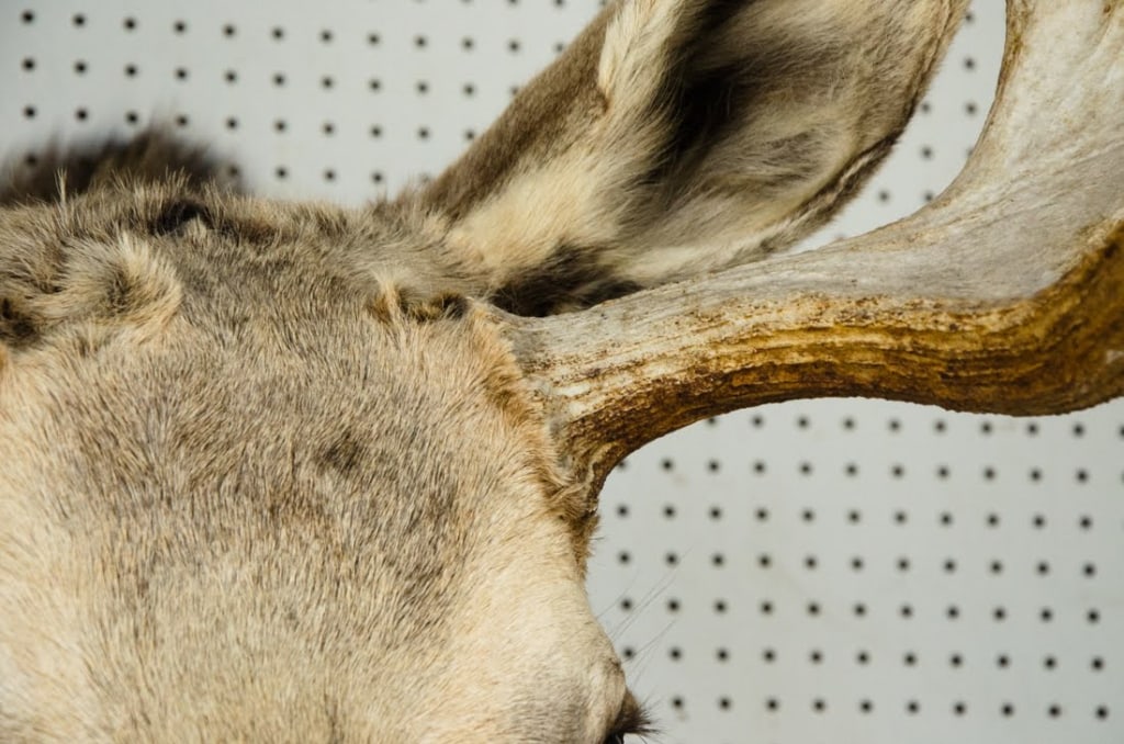 MOOSE TAXIDERMY SHOULDER MOUNT - 7