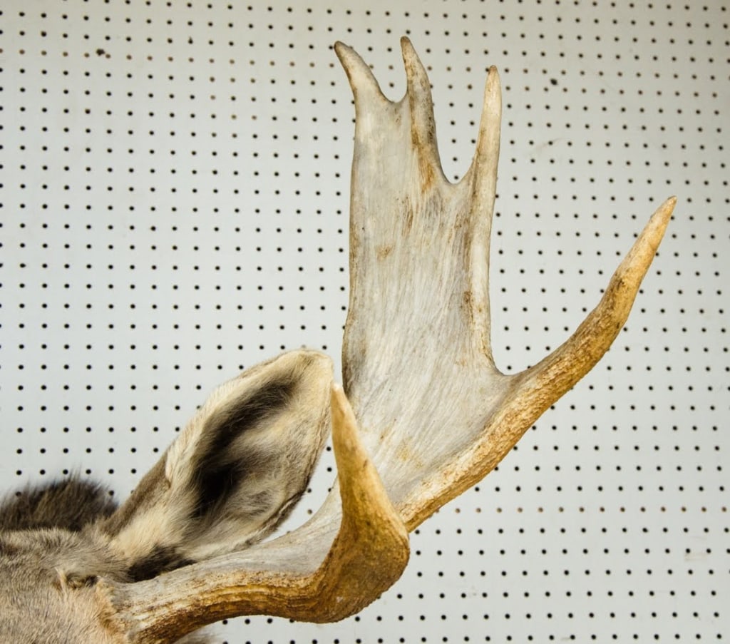 MOOSE TAXIDERMY SHOULDER MOUNT - 8
