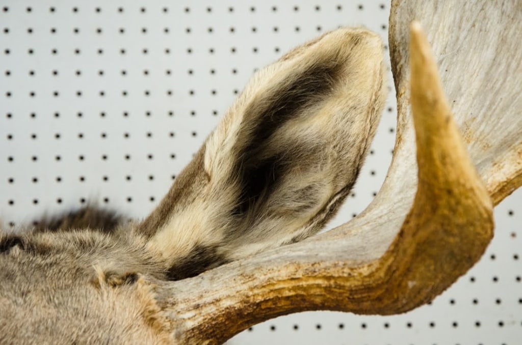 MOOSE TAXIDERMY SHOULDER MOUNT - 9