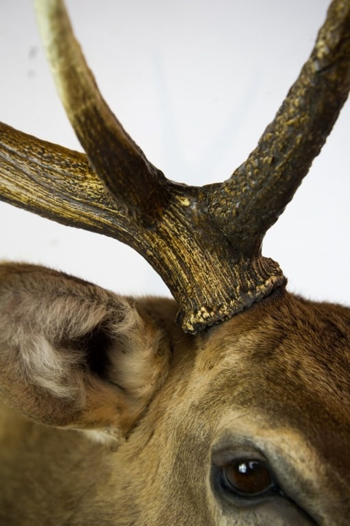 ELK MOUNT TAXIDERMY - 10