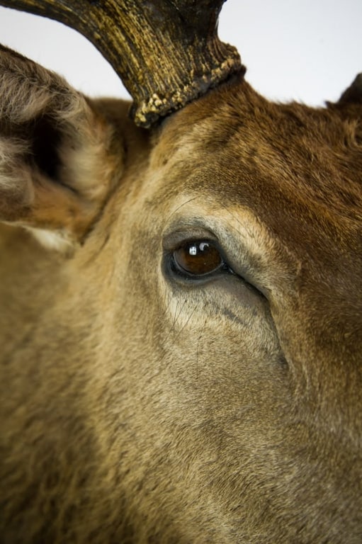 ELK MOUNT TAXIDERMY - 11