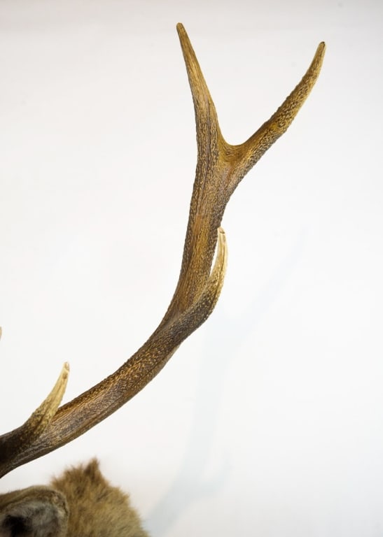 ELK MOUNT TAXIDERMY - 13