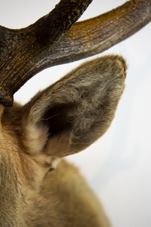 ELK MOUNT TAXIDERMY - 14