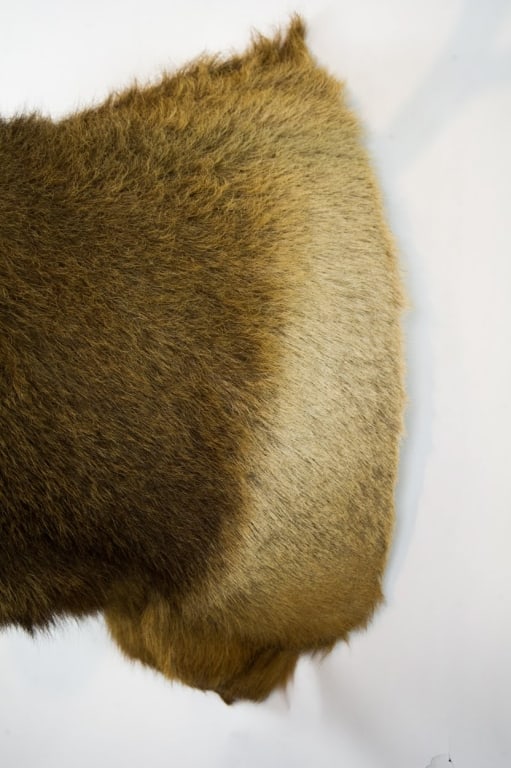 ELK MOUNT TAXIDERMY - 16