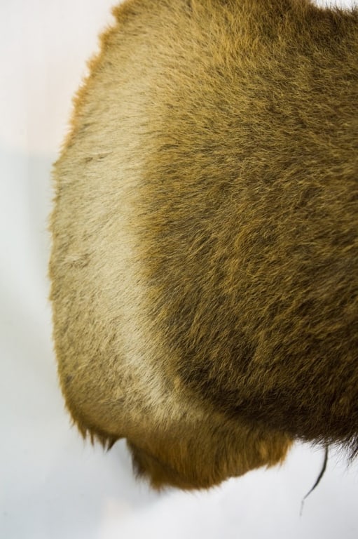 ELK MOUNT TAXIDERMY - 19