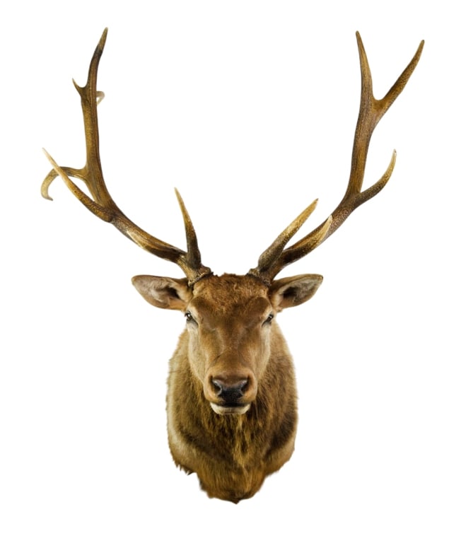 ELK MOUNT TAXIDERMY: Approximate dimensions: h. 52", w. 42", d. 45" Disclaimer: Participating bidders must have a credit card on file with LiveAuctioneers in order for their bidding registration to be approved. Credit car