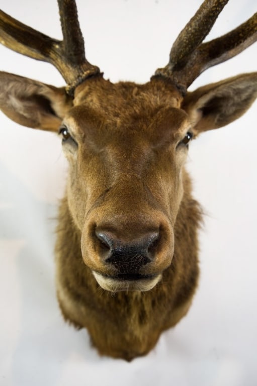 ELK MOUNT TAXIDERMY - 2