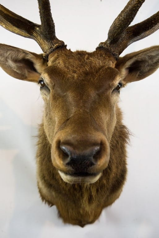 ELK MOUNT TAXIDERMY - 3