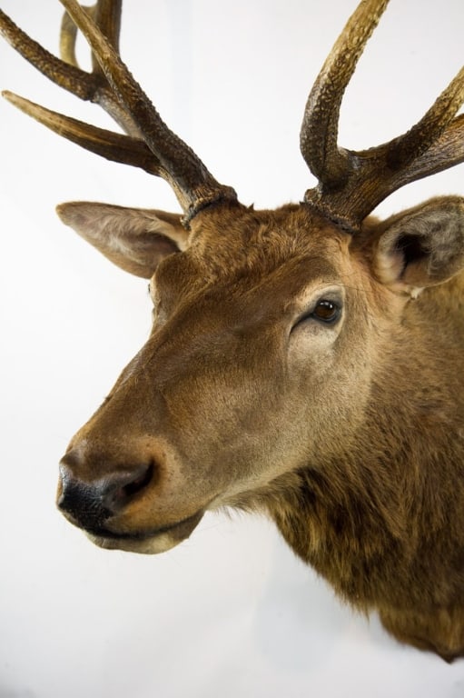 ELK MOUNT TAXIDERMY - 4