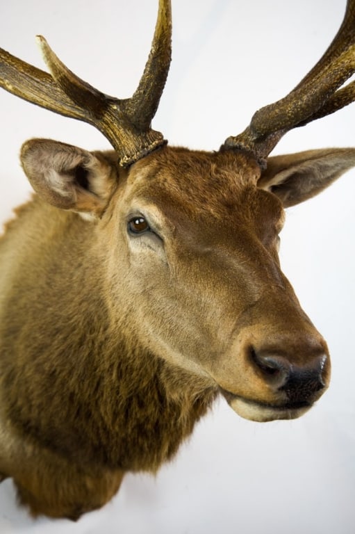 ELK MOUNT TAXIDERMY - 5