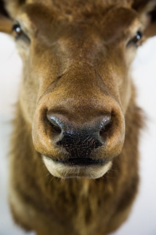 ELK MOUNT TAXIDERMY - 6