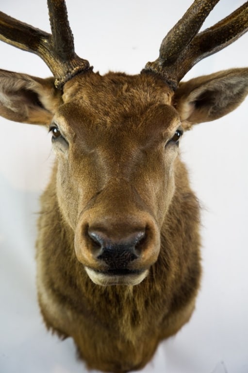 ELK MOUNT TAXIDERMY - 7