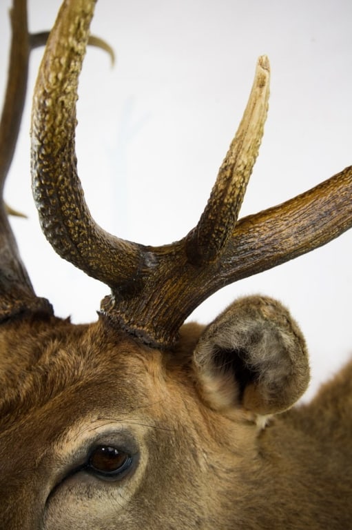 ELK MOUNT TAXIDERMY - 9