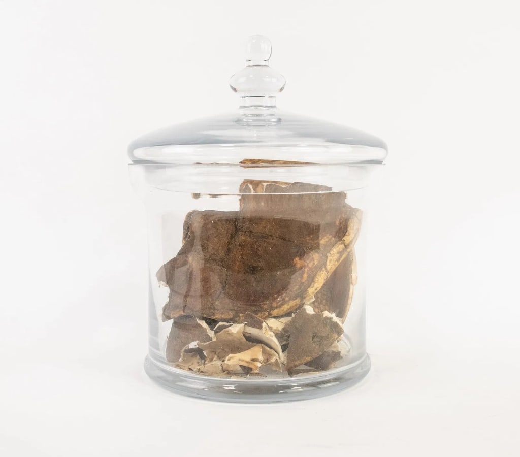 COLLECTION OF DRIED BROKEN ANIMAL SHELLS - 2