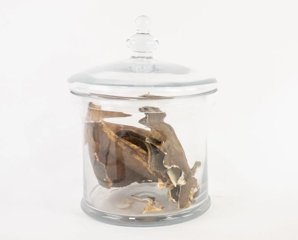 COLLECTION OF DRIED BROKEN ANIMAL SHELLS - 3
