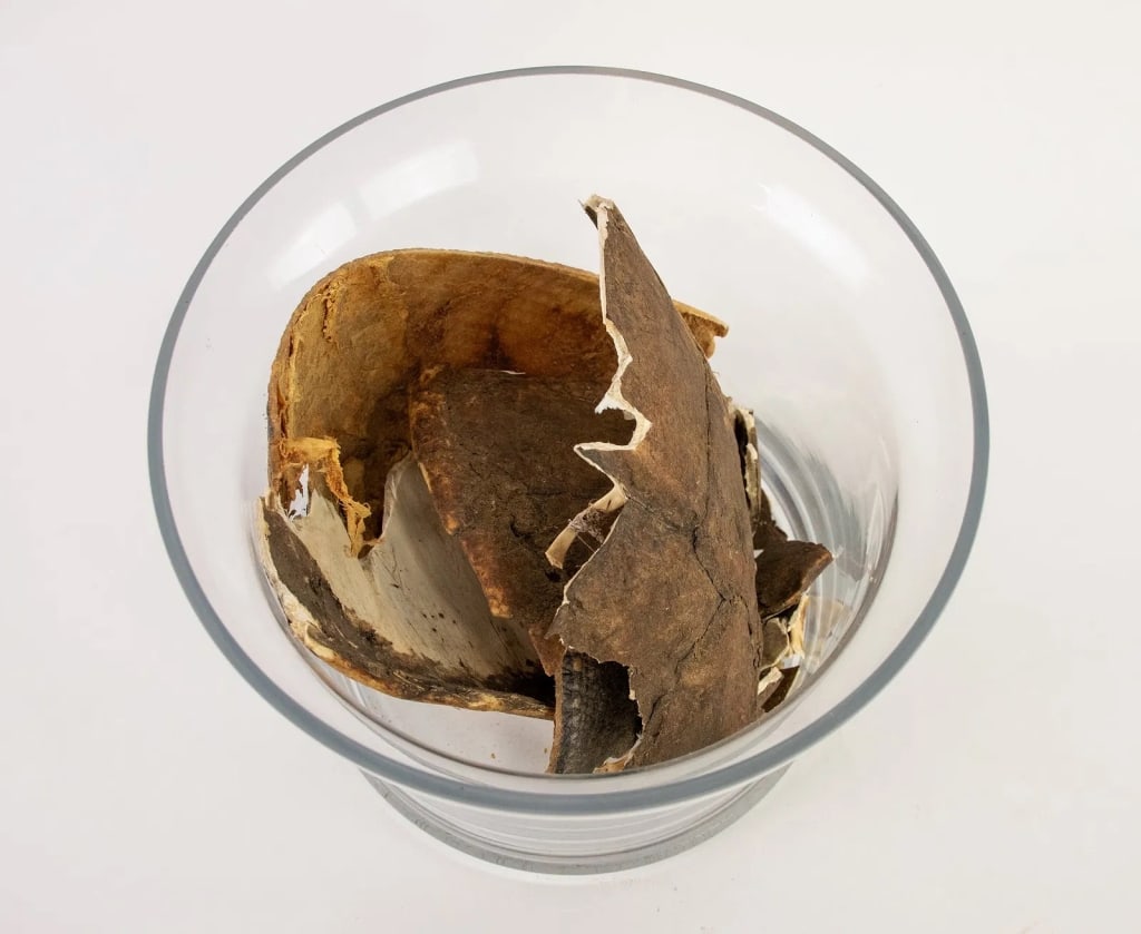 COLLECTION OF DRIED BROKEN ANIMAL SHELLS - 4