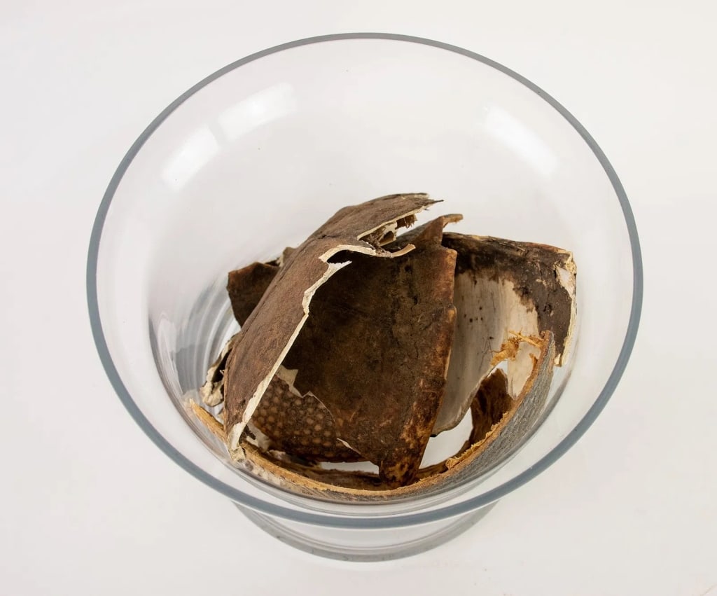 COLLECTION OF DRIED BROKEN ANIMAL SHELLS - 5