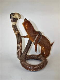 Taxidermy cobra snake and mongoose, 17"h: Taxidermy cobra snake and mongoose, 17"h