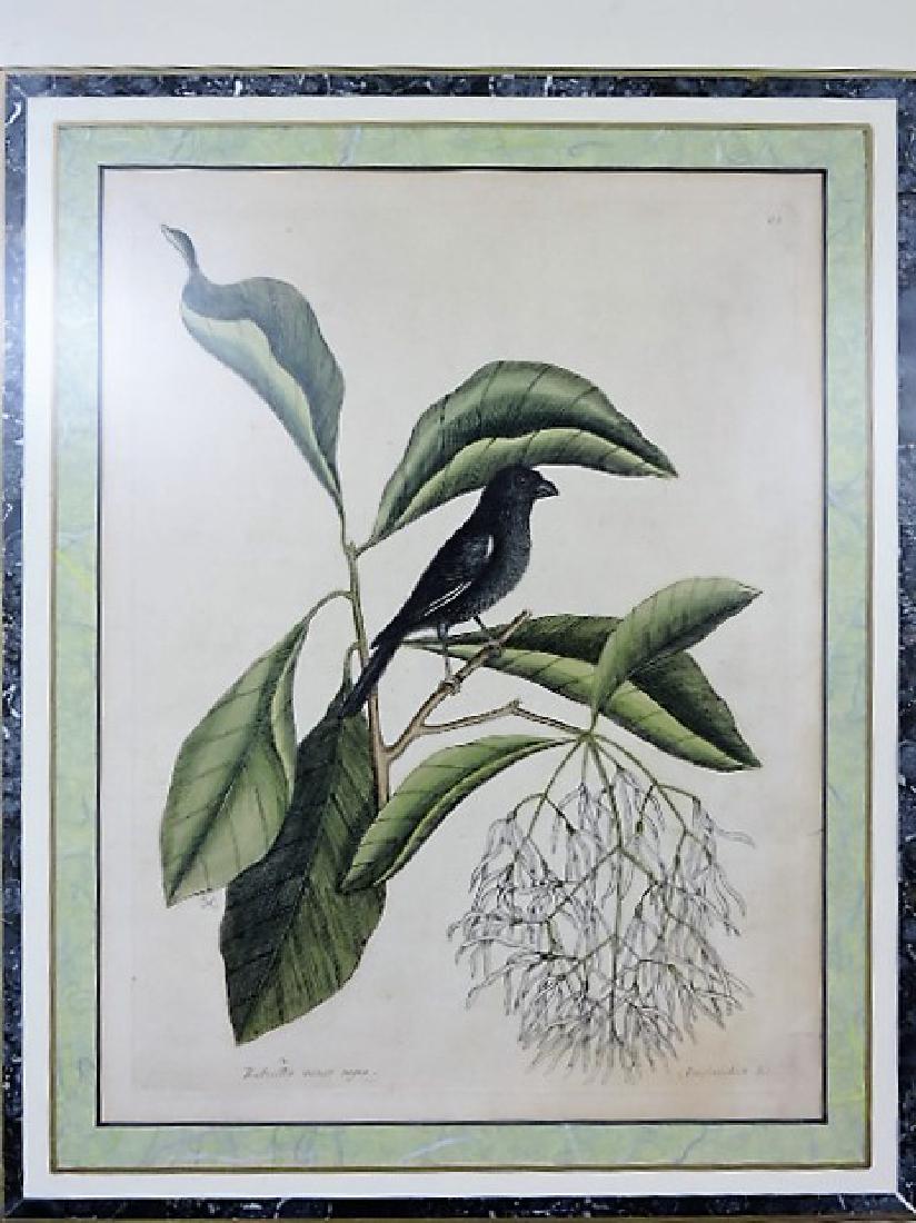 Pair of early bird colored tinted drawings of birds (1 of 4)