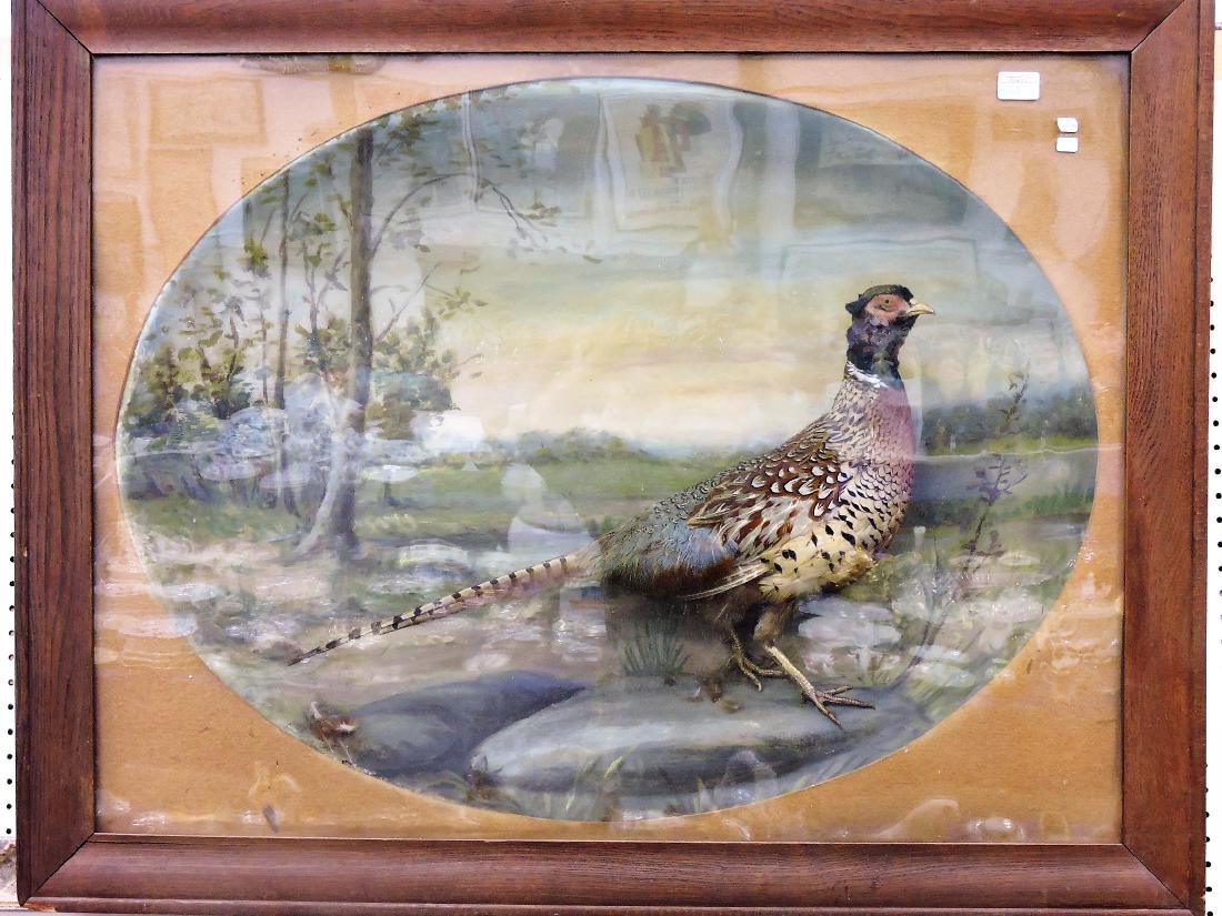 Early taxidermy pheasant diorama: signed W.A. Huppuch 1863, in oak frame, 35" x 44 1/2"