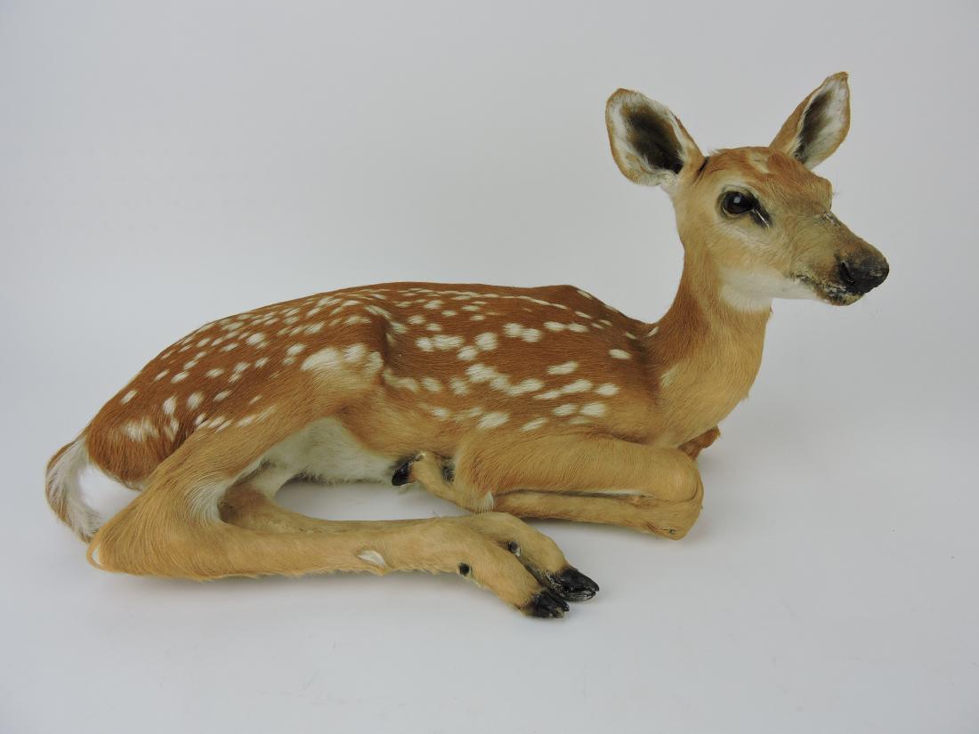 White tail deer fawn full body: taxidermy mount, 21"w, 11"h