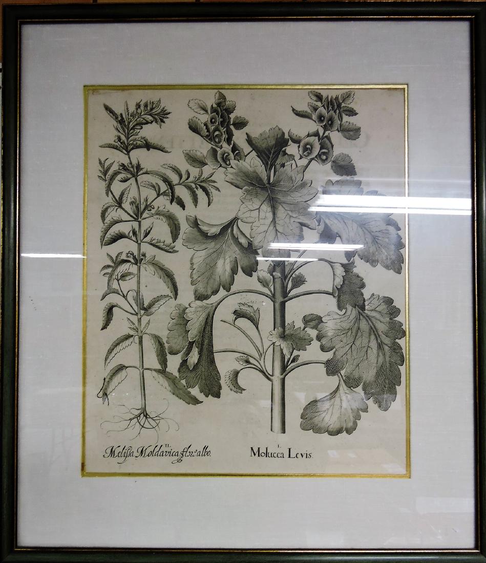 Lot of 3 Botanical framed prints, (1 of 3)