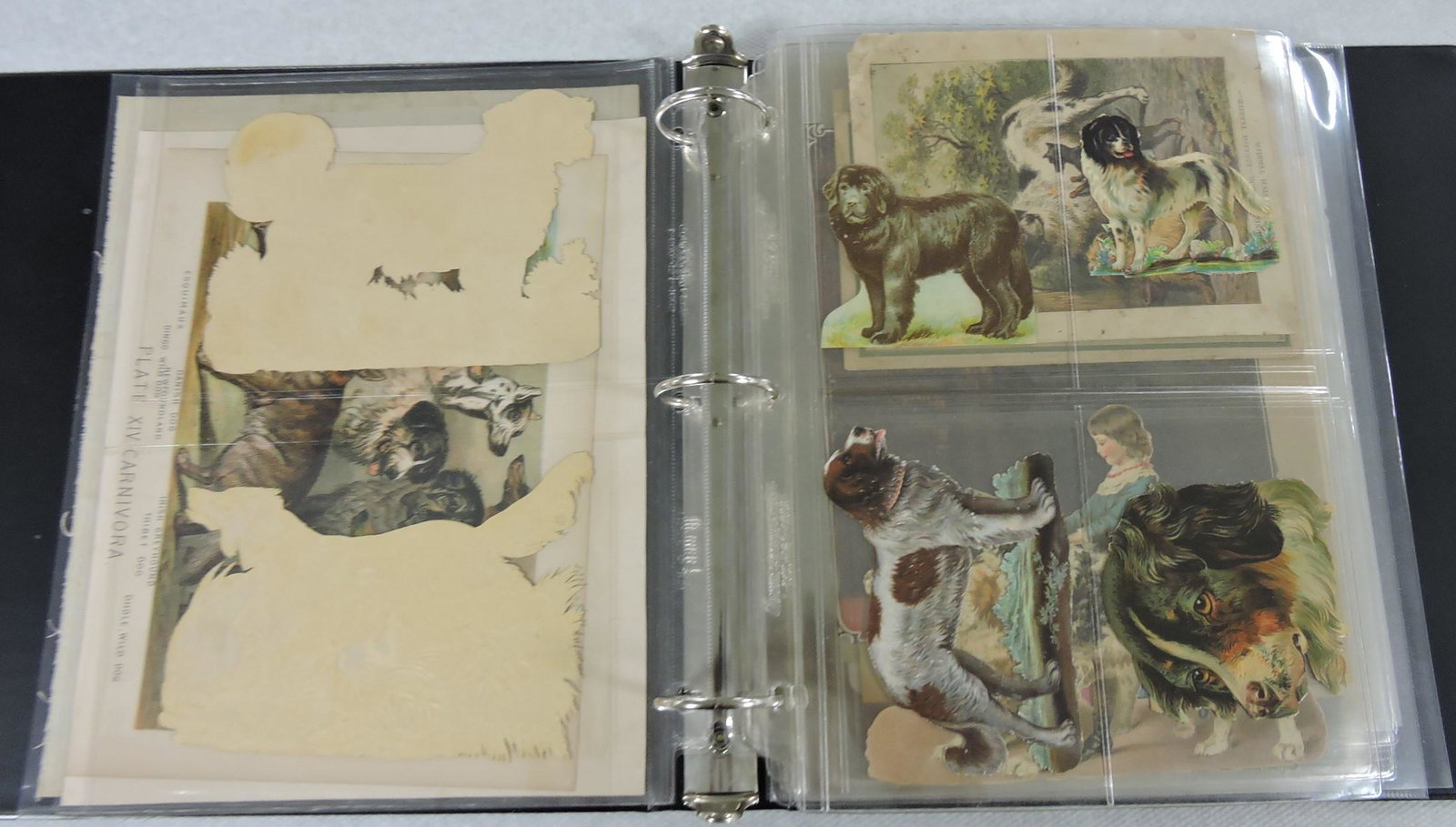 Album of vintage dog photos, stereoviews,: and ephemera