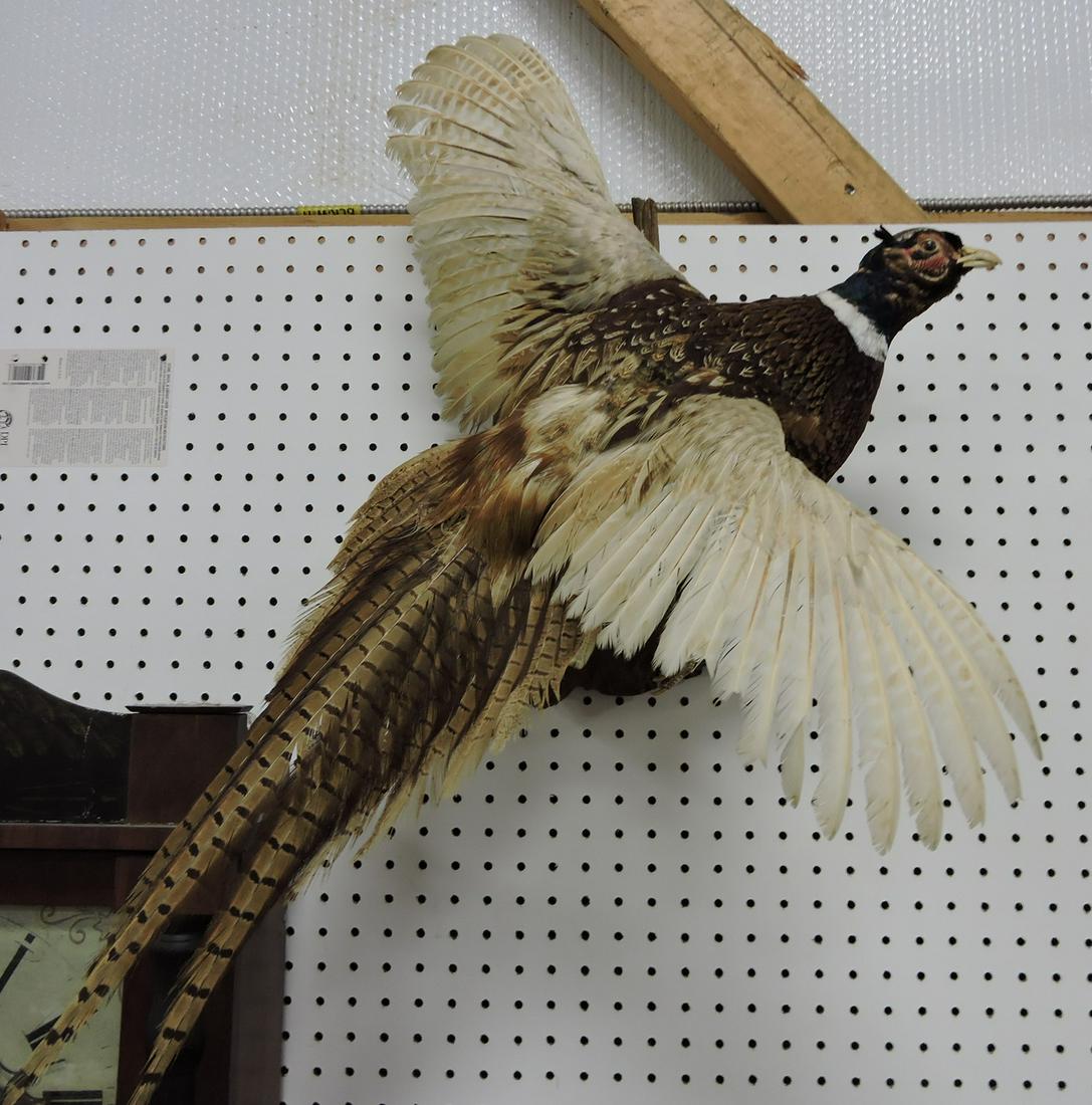 Taxidermy mounted male pheasant (1 of 1)