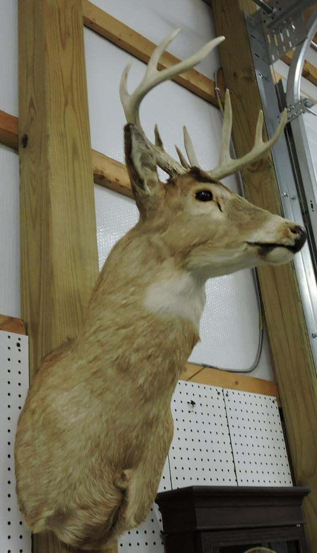 Taxidermy mount white tail deer head, (1 of 1)