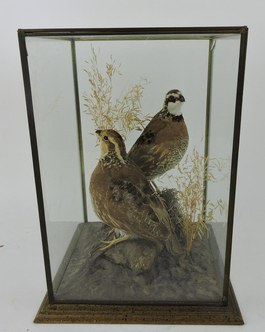 Taxidermy pair of mounted quail (1 of 1)