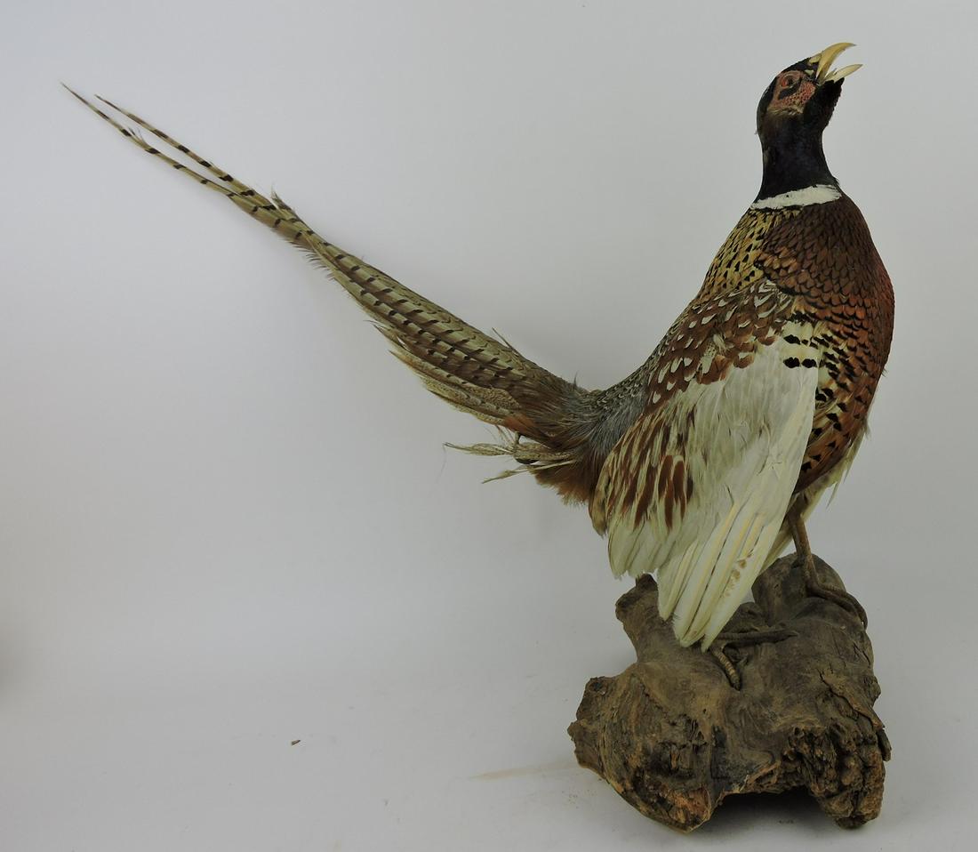 Taxidermy mounted male pheasant (1 of 1)