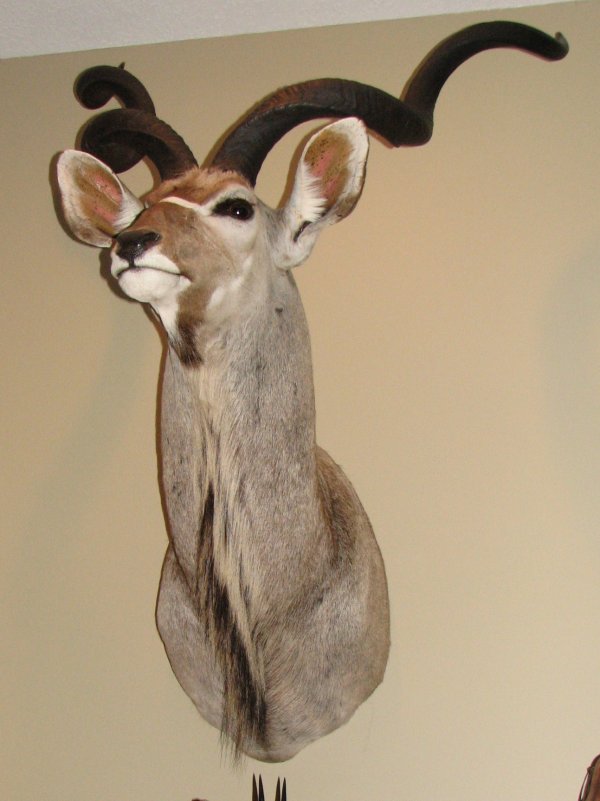 23 African Taxidermy Kudu shoulder mount, trophy