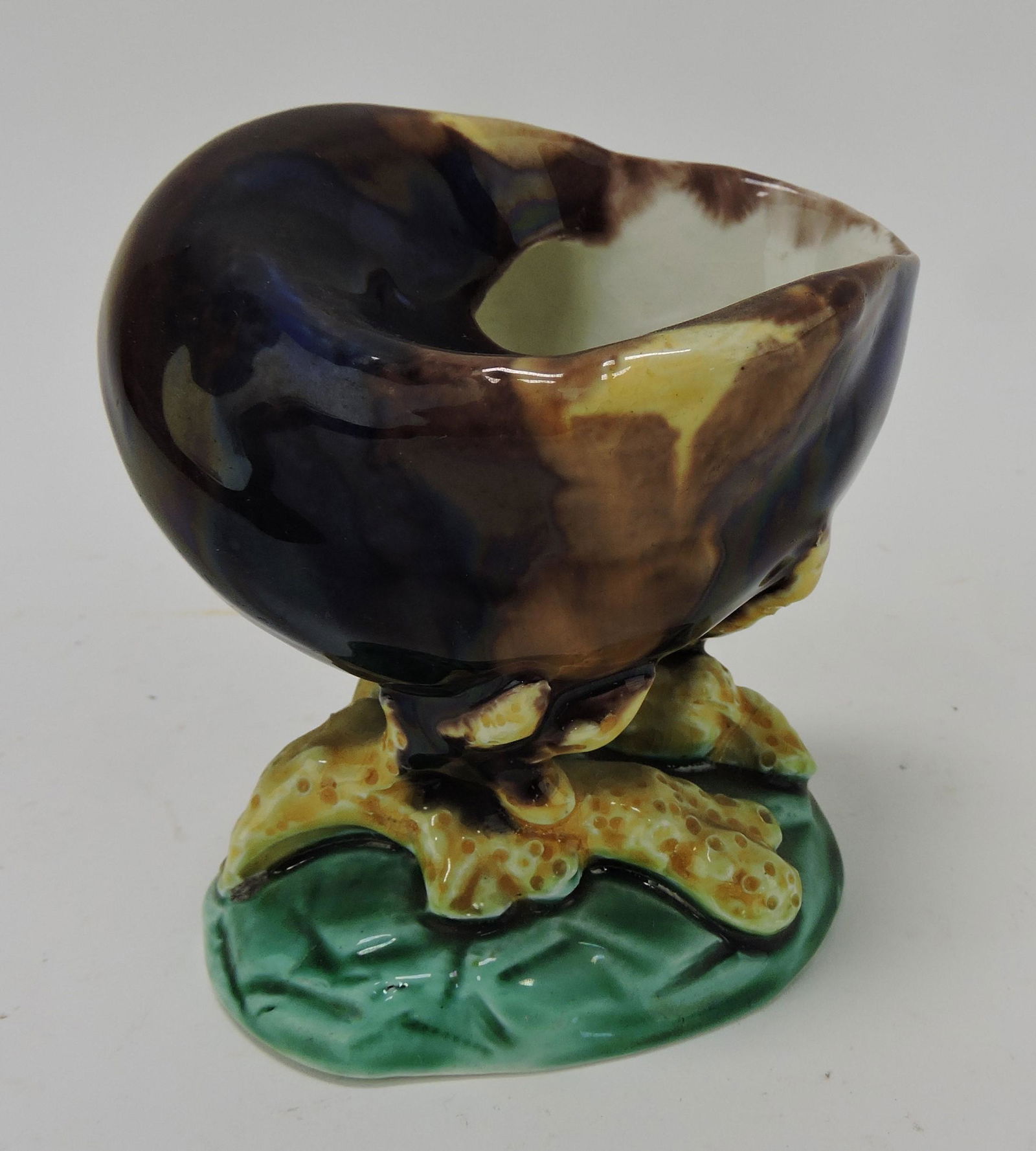 Wedgwood majolica shell on coral (1 of 1)